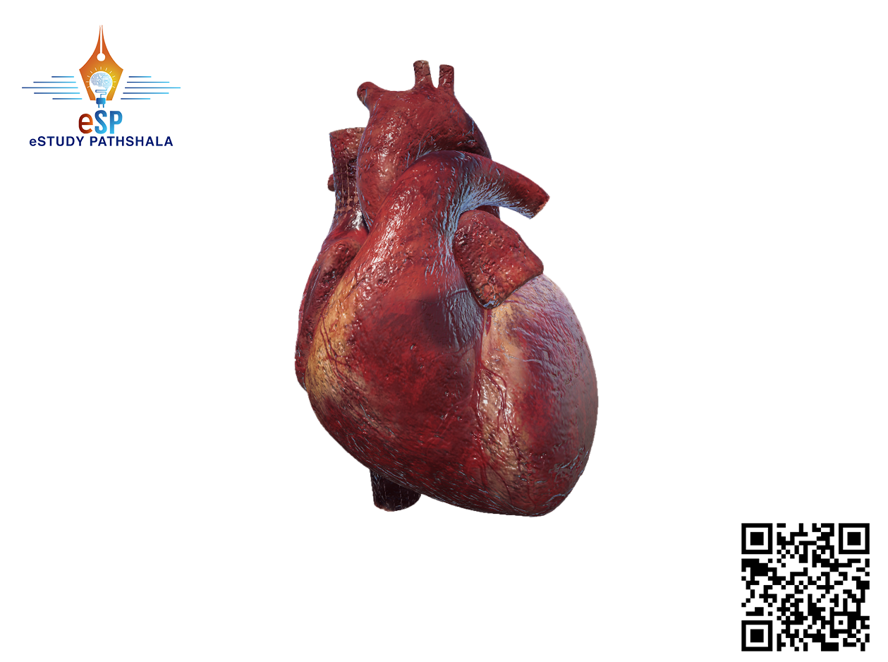  estudypathshala image loading error